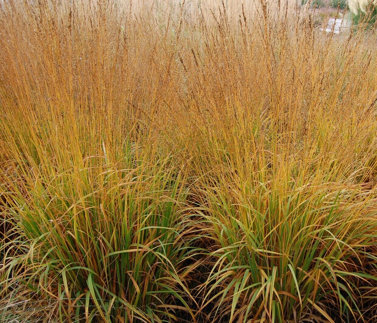 Molinia caerulea "Moorhexe" - Gradina Noastra