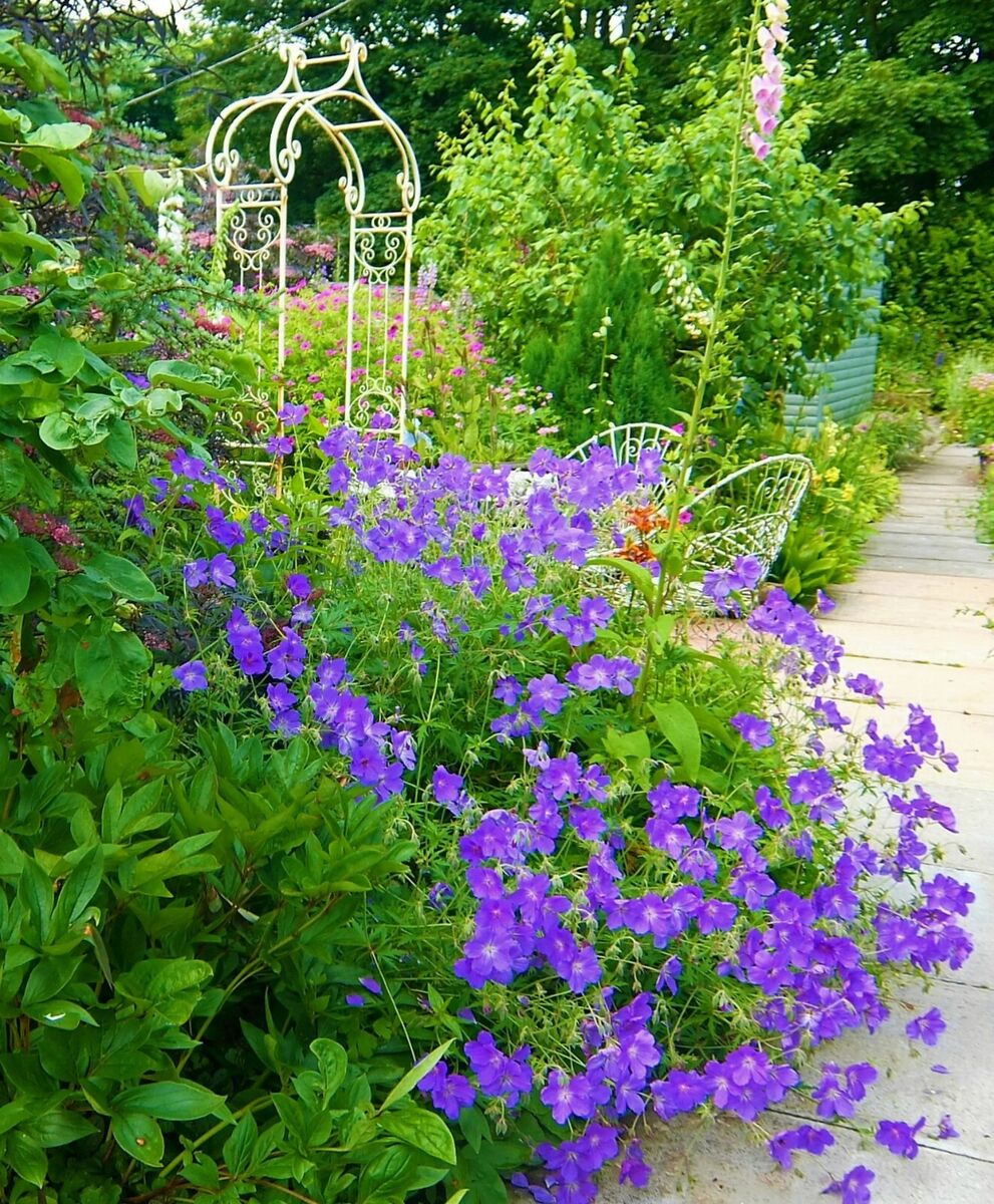 Geranium "Brookside" by Gradina Noastra