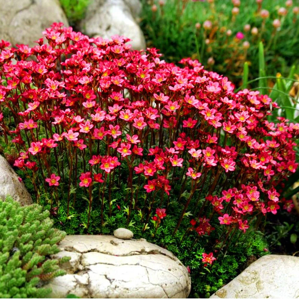 Saxifraga arendsii "Carpet Pink"