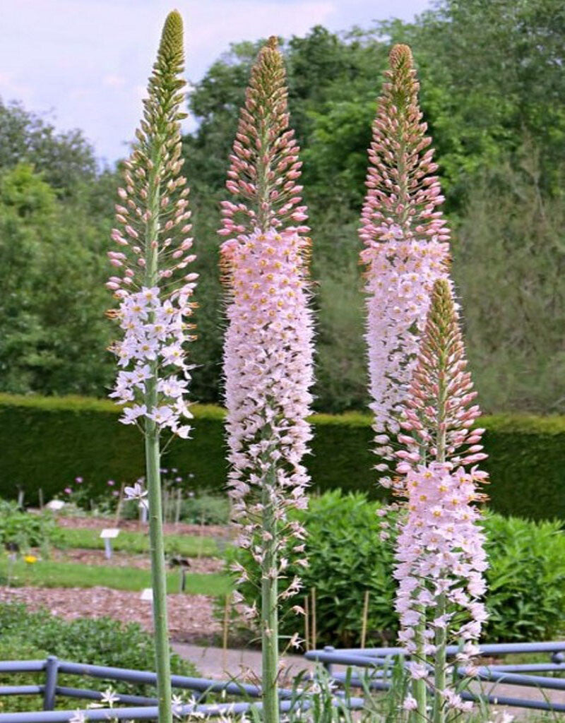 Eremurus mix / buc - Gradina Noastra