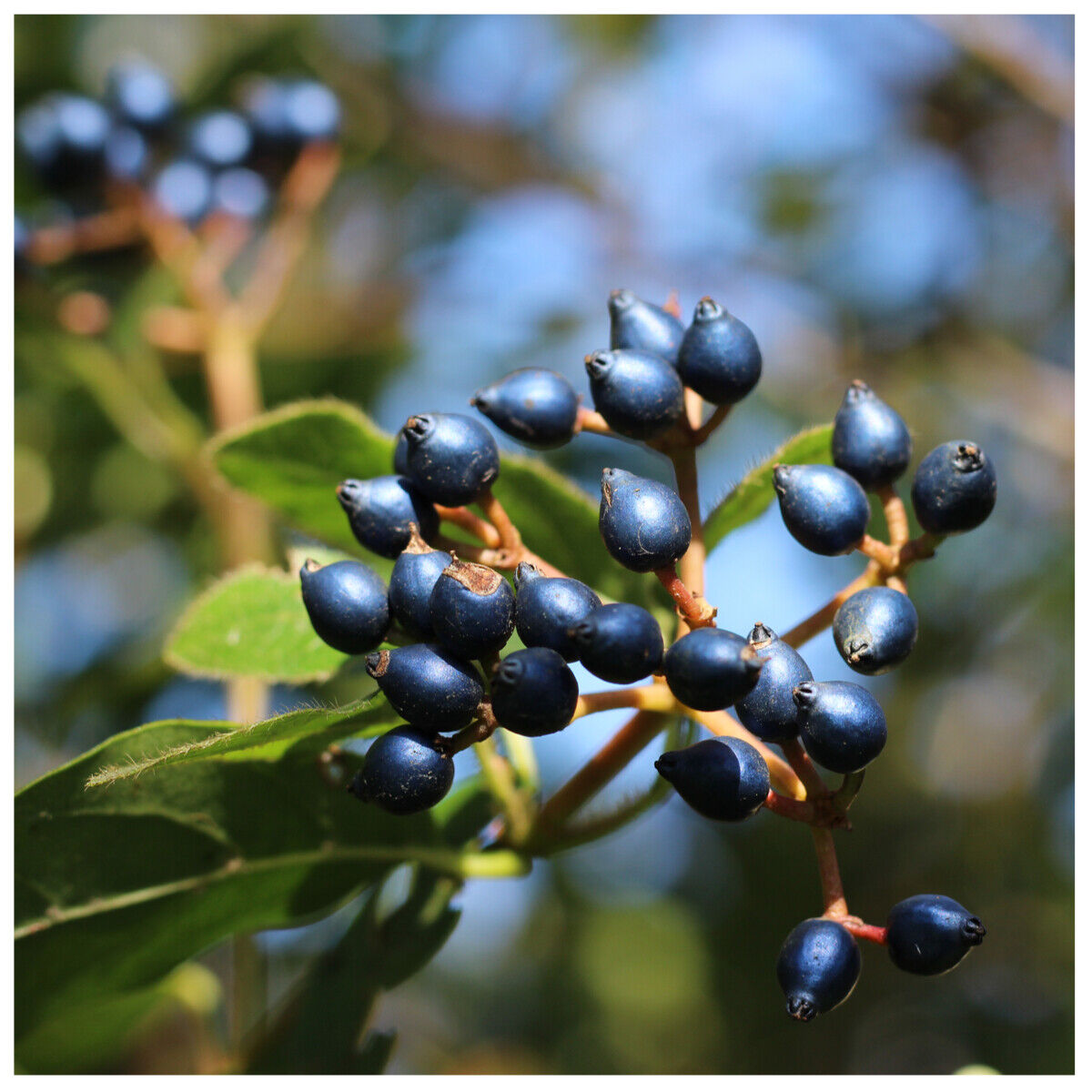 Viburnum tinus "Eve Price" minge / Viburnum tinus "Eve Price"/ by gradina-noastra