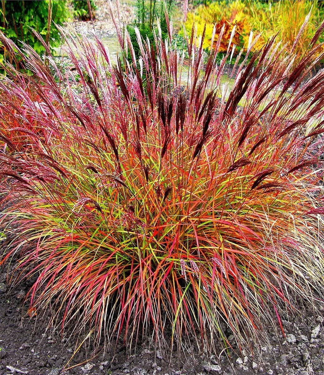 Iarba elefantului "Navajo" /Miscanthus sinensis "Navajo"/ - Gradina Noastra