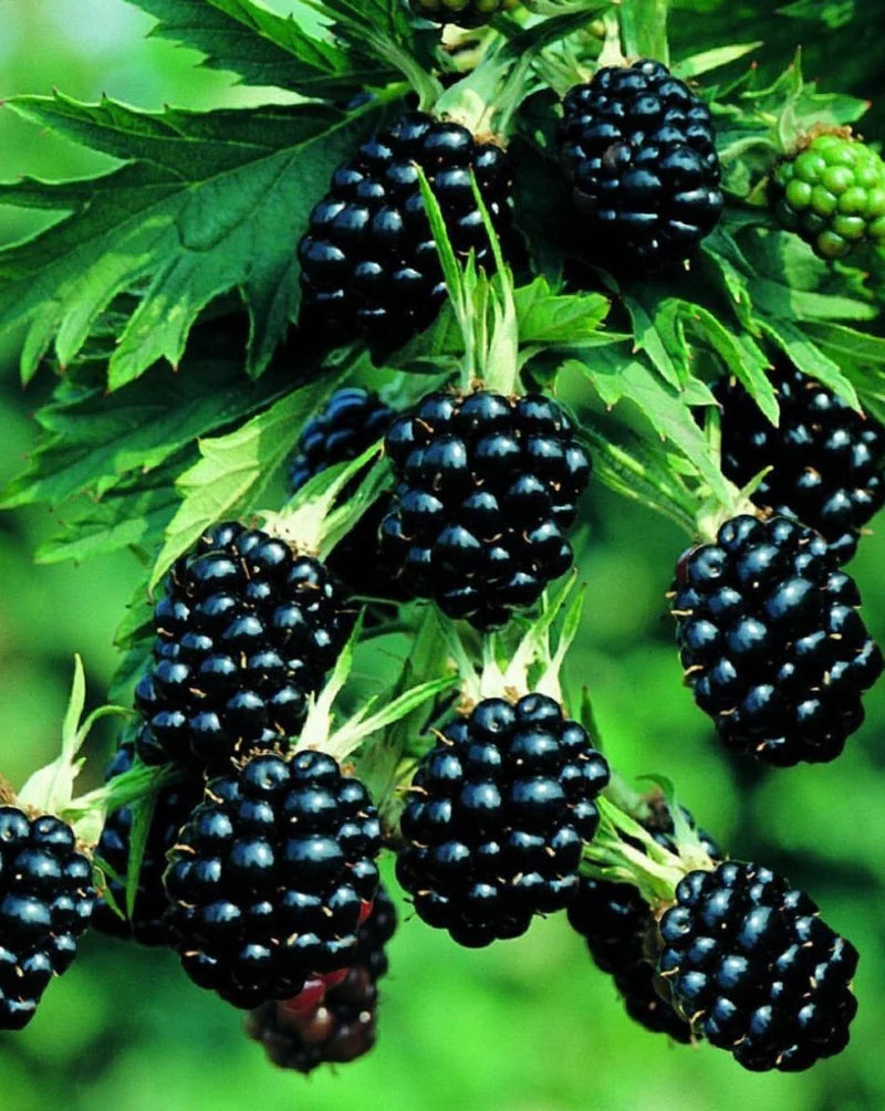 Mur "Thornless Evergreen"/ Rubus "Thornless Evergreen" / - Gradina Noastra