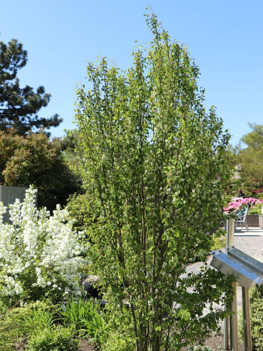 Arbore de stafide "Obelisk" 1.50 - 1.70 m / Amelanchier alnifolia "Obelisk"/ by gradina-noastra