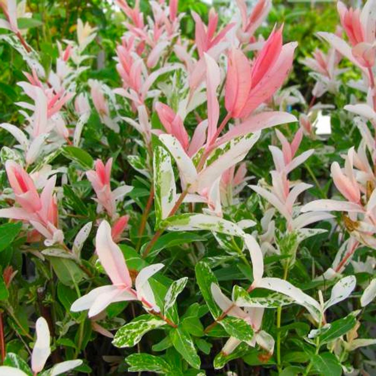 Salcie japoneza "Flamingo" 0.60 - 0.80 m / Salix integra "Flamingo"/ by gradina-noastra