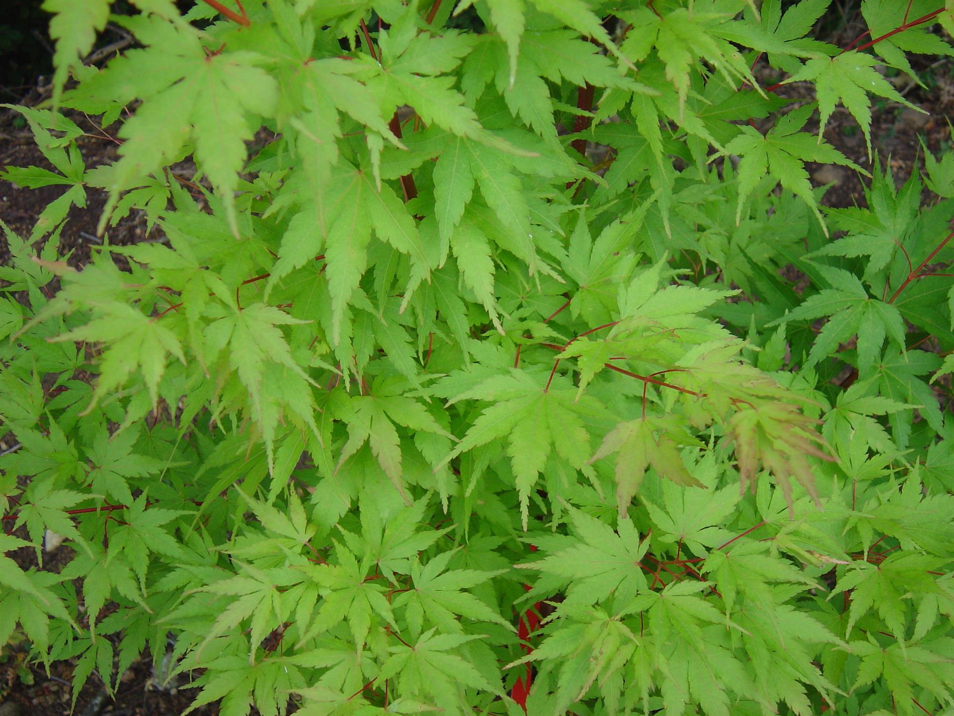 Artar japonez "Sango Kaku" / Acer palmatum &