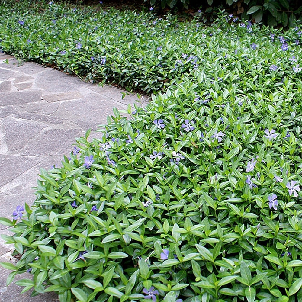 Vinca minor 0.20 - 0.40 m by Gradina Noastra