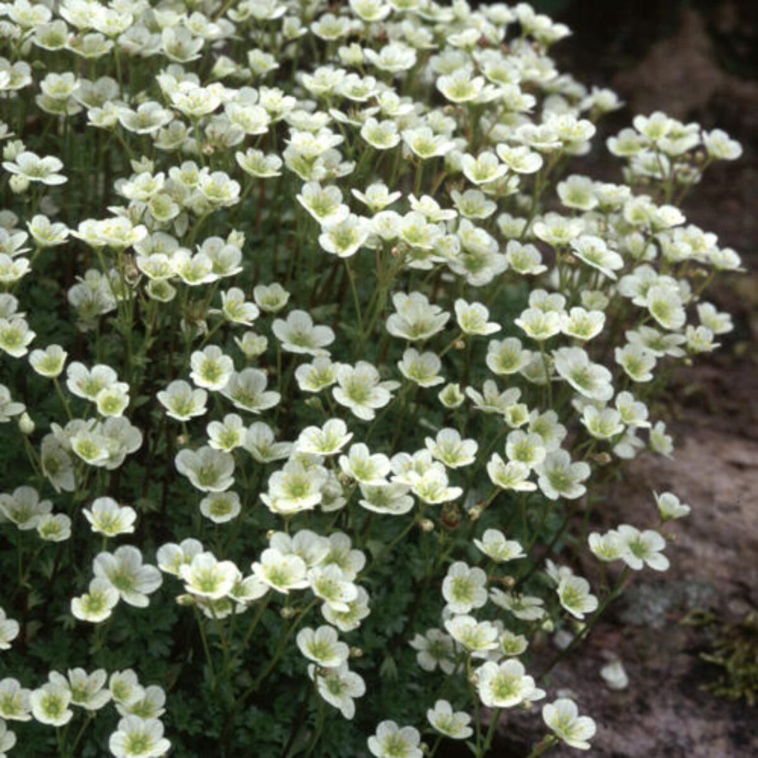 Saxifraga moschata "White Pixie" by Gradina Noastra