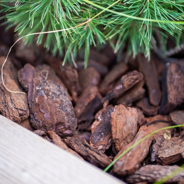 Scoarță decorativă de pin 2-4 cm 50L by Gradina Noastra