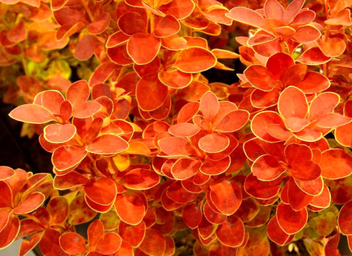 Dracila "Orange Ice" / Berberis thunbergii "Orange Ice"/ by gradina-noastra