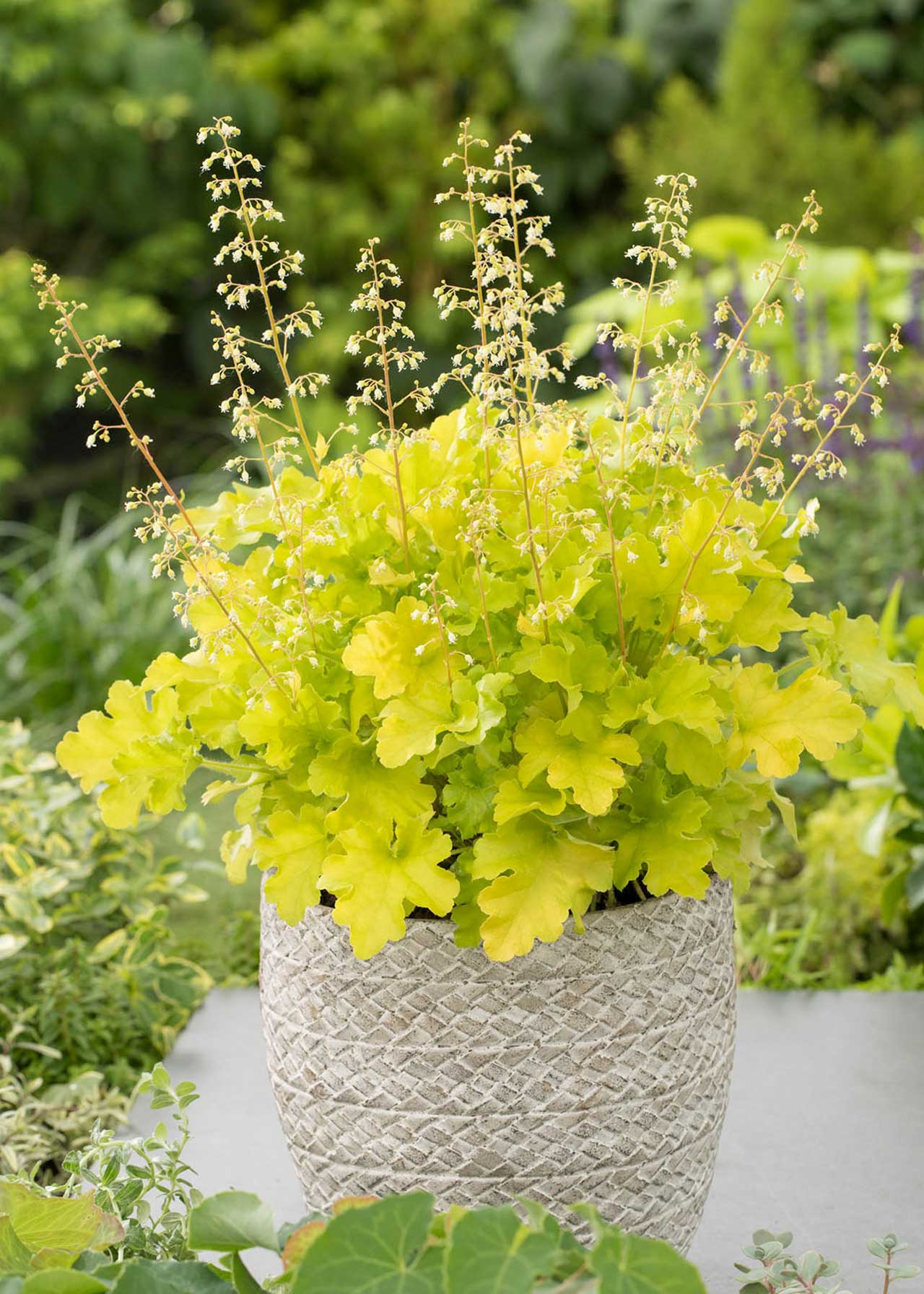 Heuchera "Lime Marmalade" - Gradina Noastra