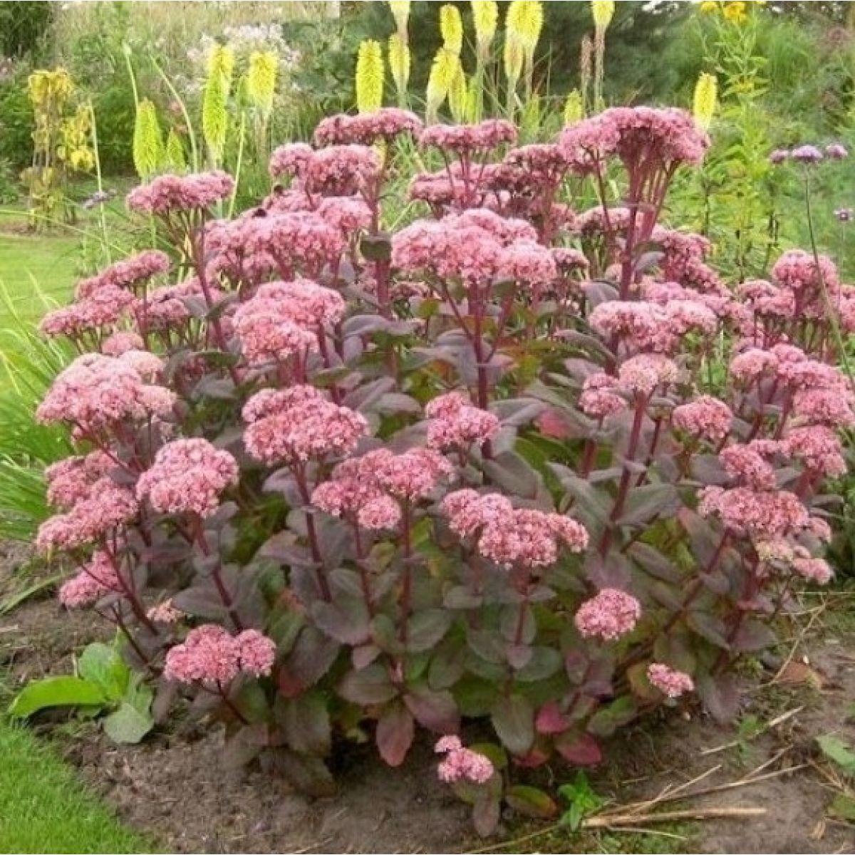 Iarba grasa "Matrona" 0.10 - 0.20 m / Sedum "Matrona"/ by gradina-noastra