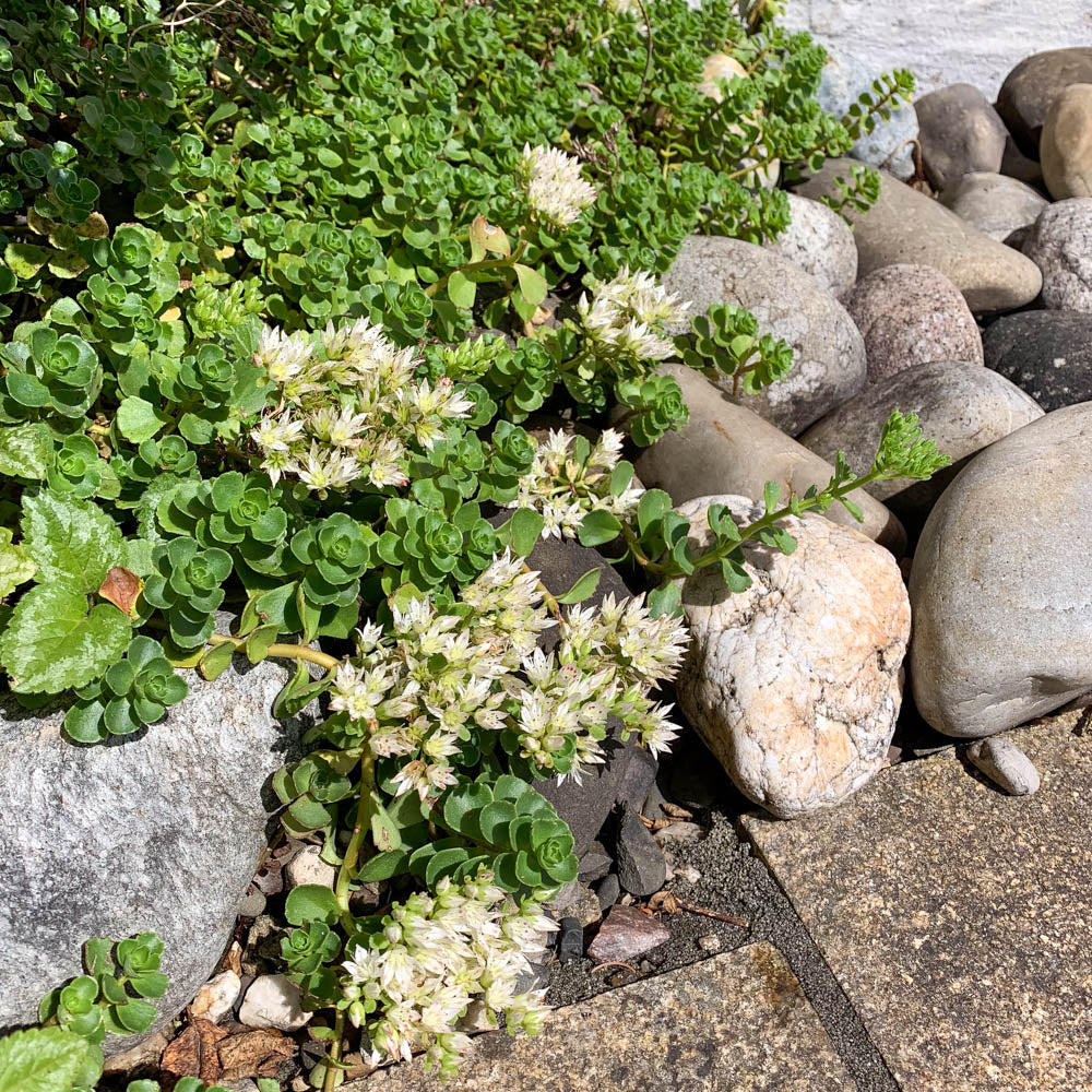 Iarba grasa "Album Superbum"0.10 - 0.20 m / Sedum spurium "Album Superbum"/ by gradina-noastra