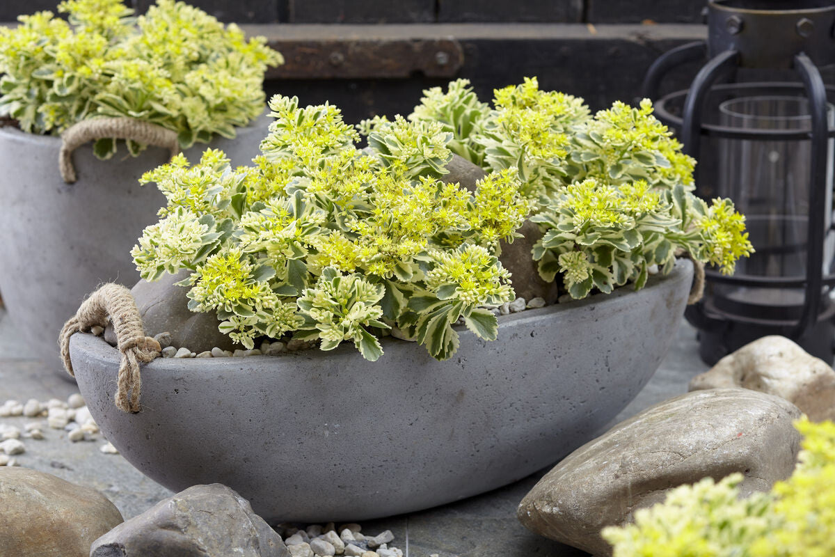 Iarba grasa "Atlantis"/ Sedum takesimense "Atlantis"/