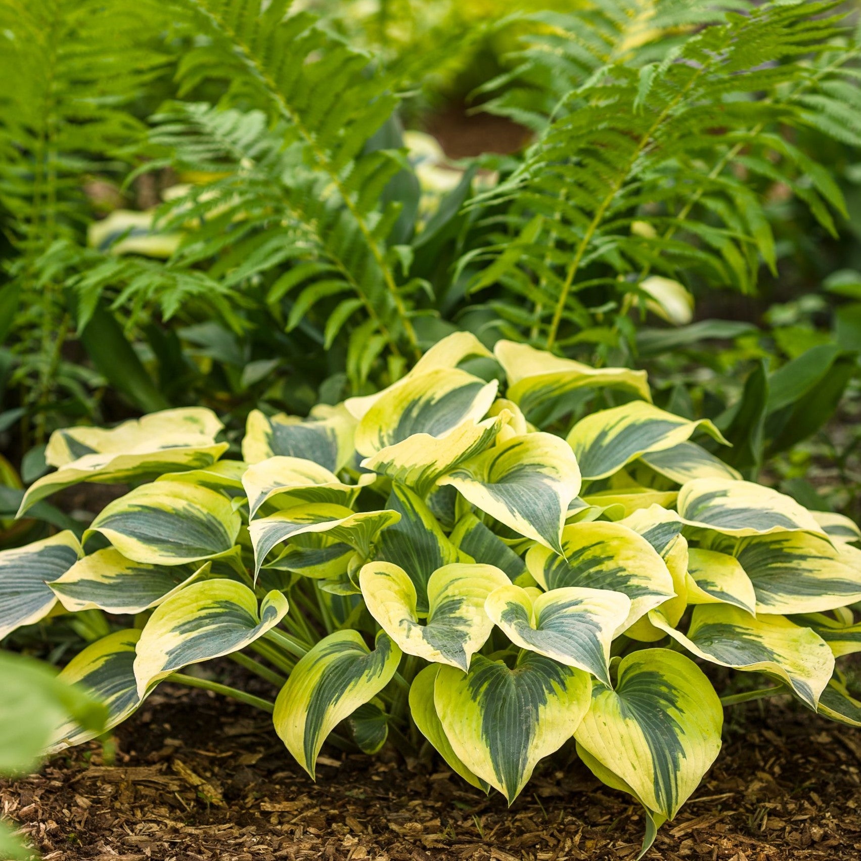 Hosta "Shadowland Autumn Frost"