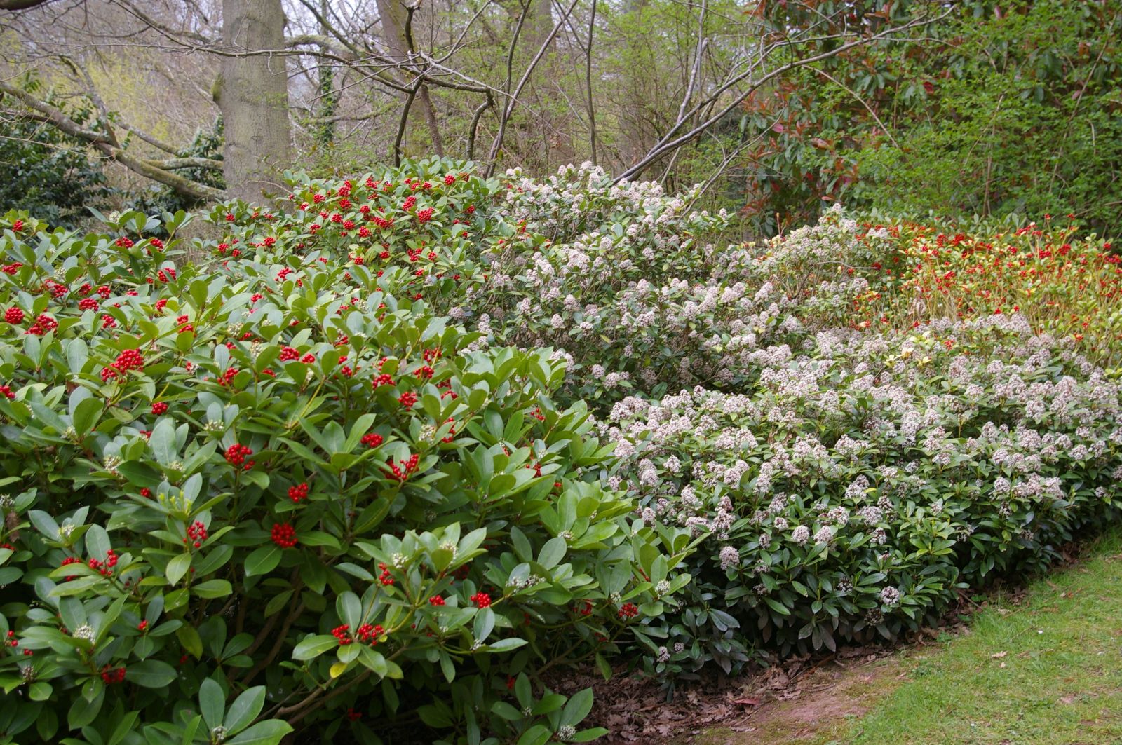 Liliac japonez "White Dwarf" 0.40 - 0.50 m / Skimmia japonica "White Dwarf"/ by gradina-noastra