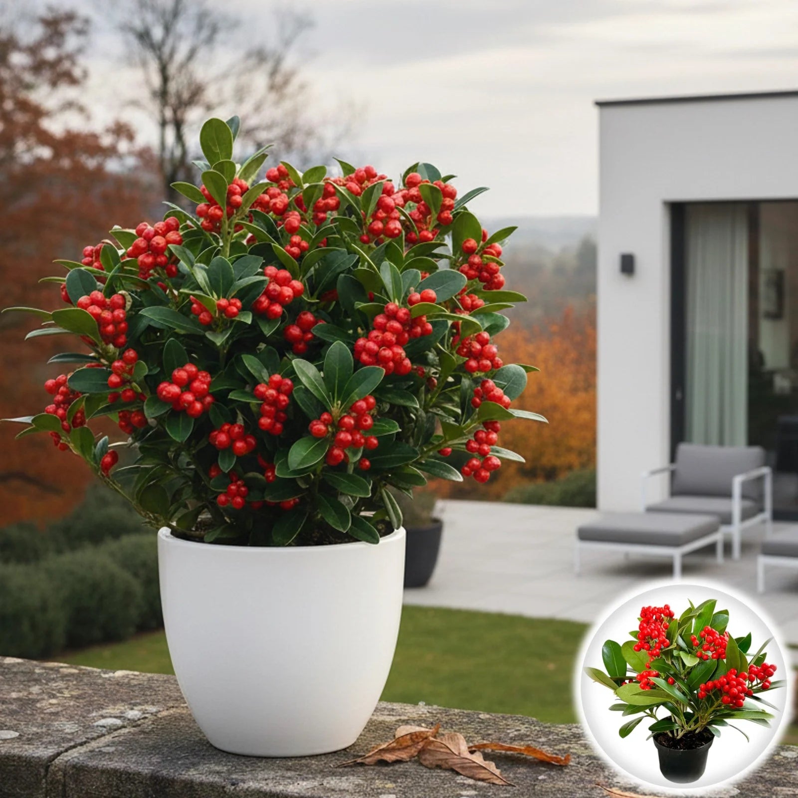Liliac japonez "Pabella" / Skimmia japonica "Pabella"/