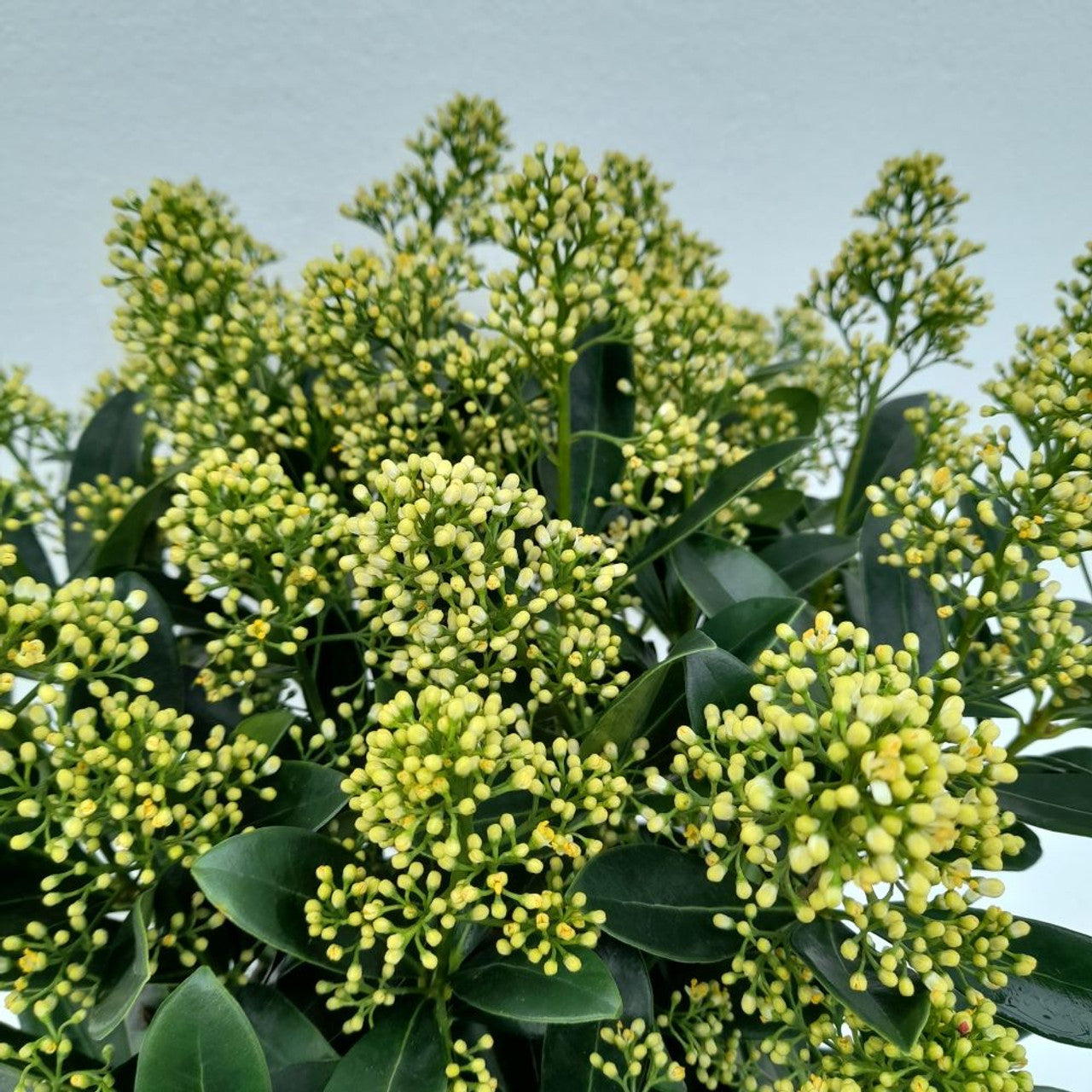 Liliac japonez "White Dwarf" 0.40 - 0.50 m / Skimmia japonica "White Dwarf"/ by gradina-noastra