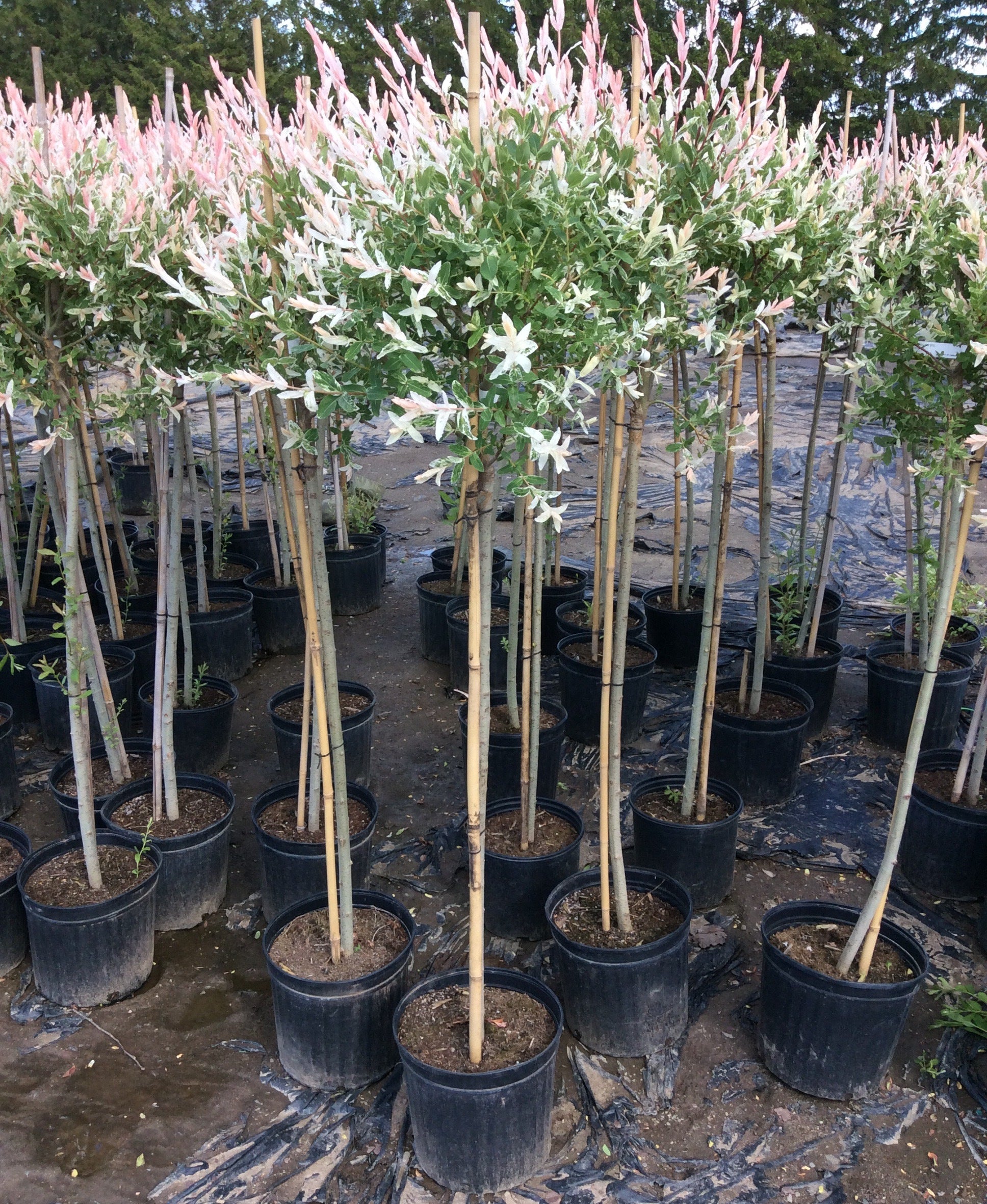 Salcie japoneza "Hakuro Nishiki" 1.30 - 1.50 m / Salix integra "Hakuro Nishiki"/ by gradina-noastra