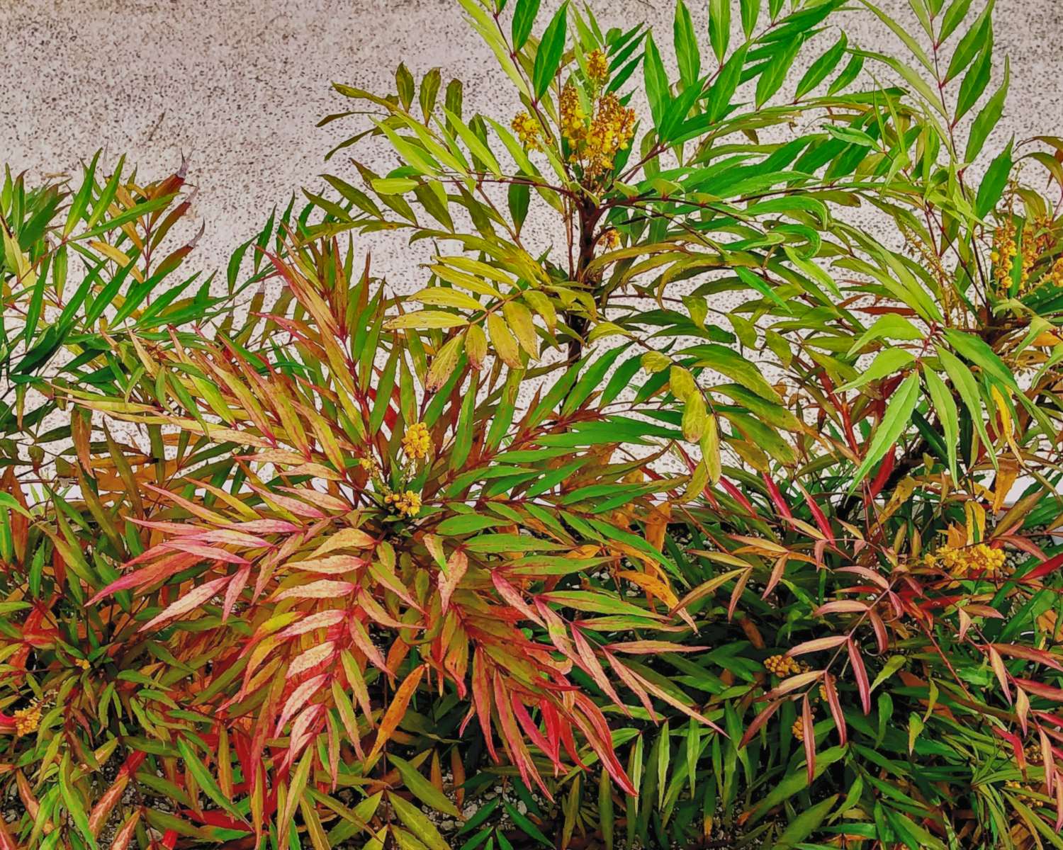 Mahonie "Soft Caress" 0.20 - 0.40 m / Mahonia eurybracteata "Soft Caress" / by gradina-noastra