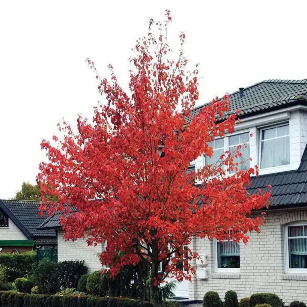 Artar rosu „Somerset” 3.00 - 3.50 m / Acer rubrum „Somerset” / by gradina-noastra