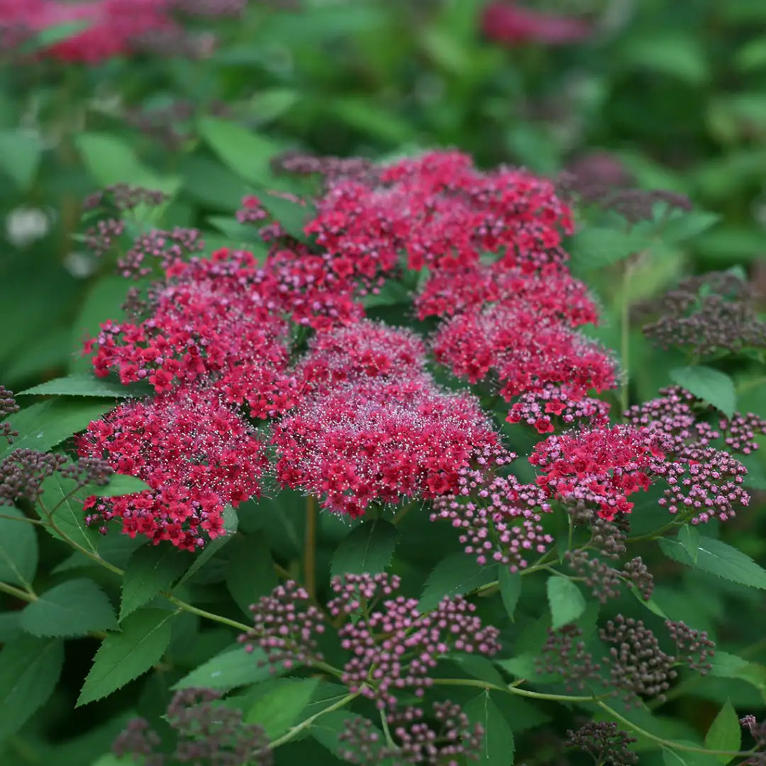 Spiraea japonica "Double Play® Red"/ Cununita "Double Play® Red" / - Gradina Noastra