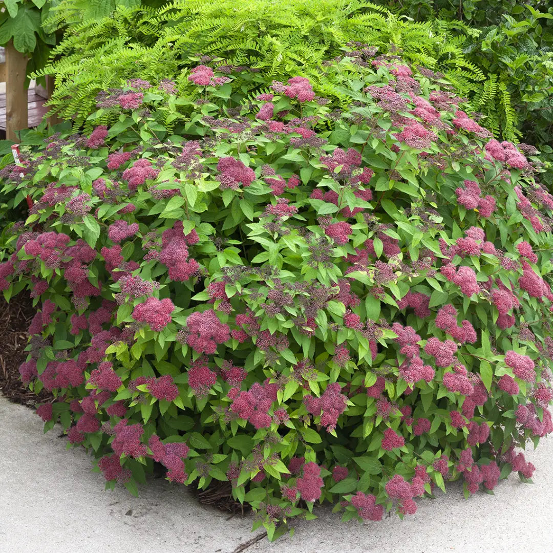 Spiraea japonica "Double Play® Red"/ Cununita "Double Play® Red" / - Gradina Noastra