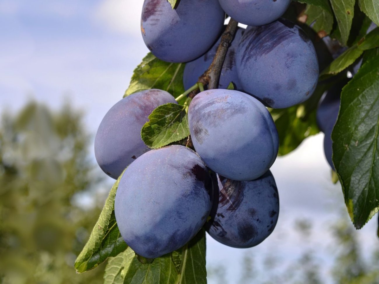 Prun "Stanley" 1.80 - 2.30 m / Prunus domestica "Stanley"/ by gradina-noastra