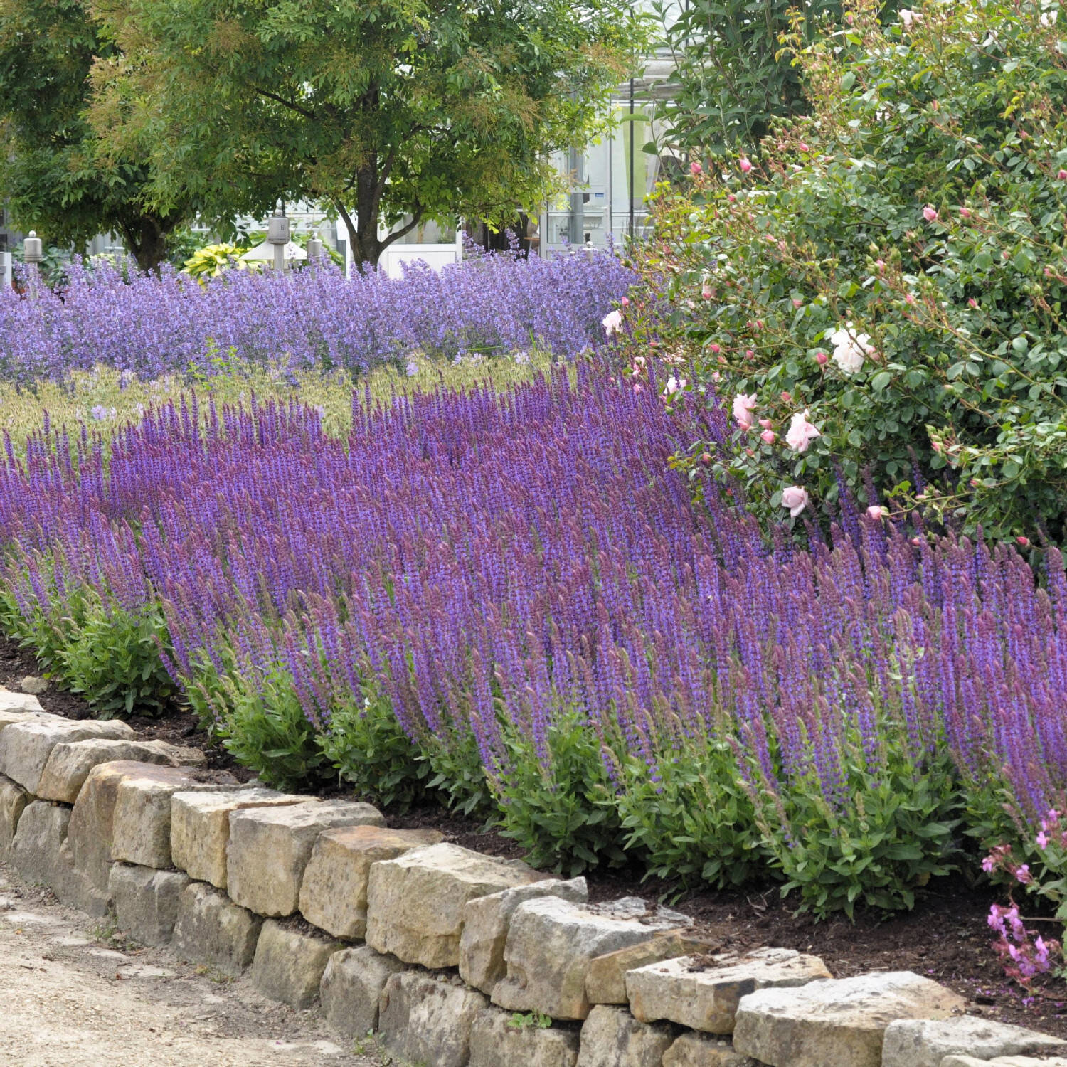 Salvia nemorosa &
