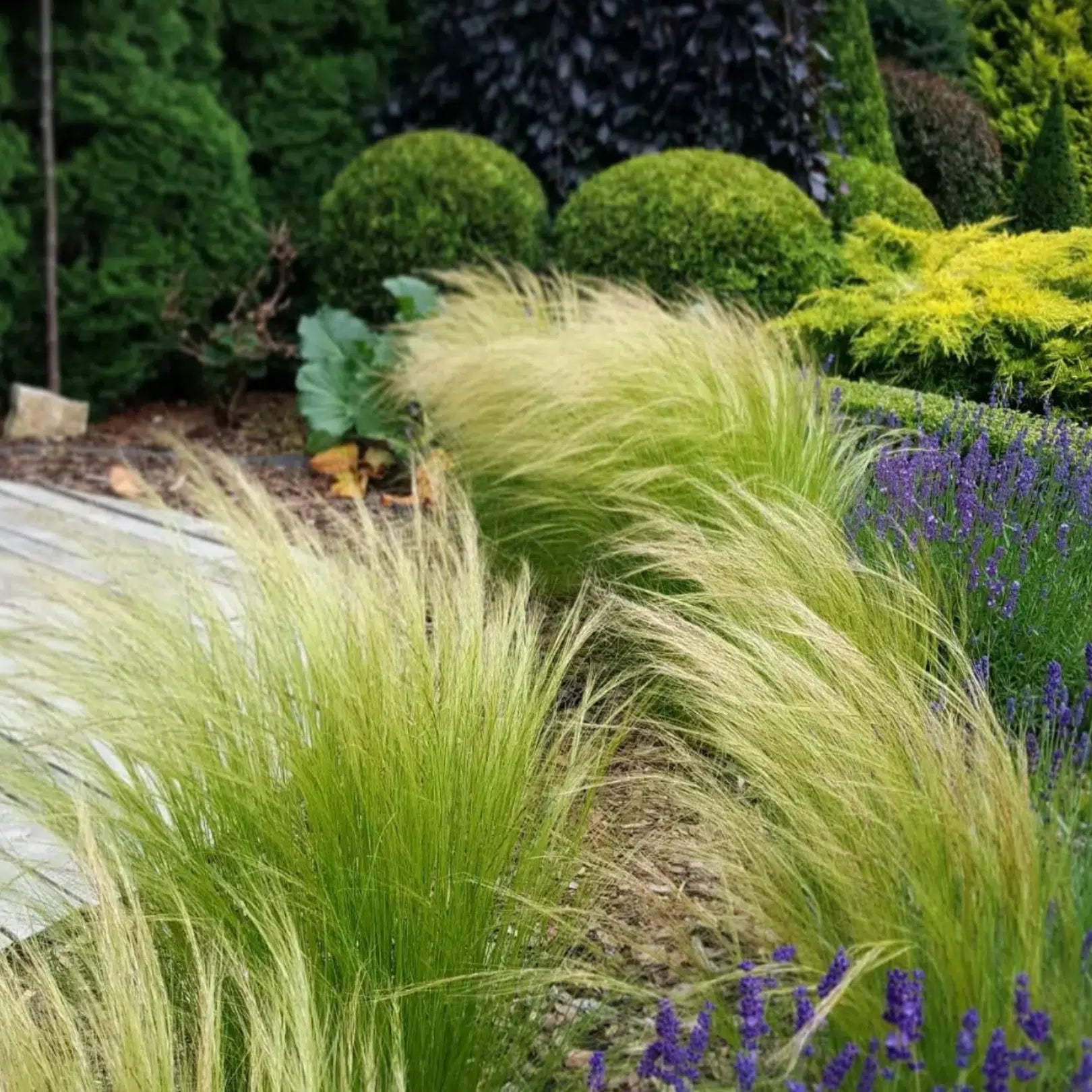 Stipa tenuissima "Pony Tails" - Gradina Noastra