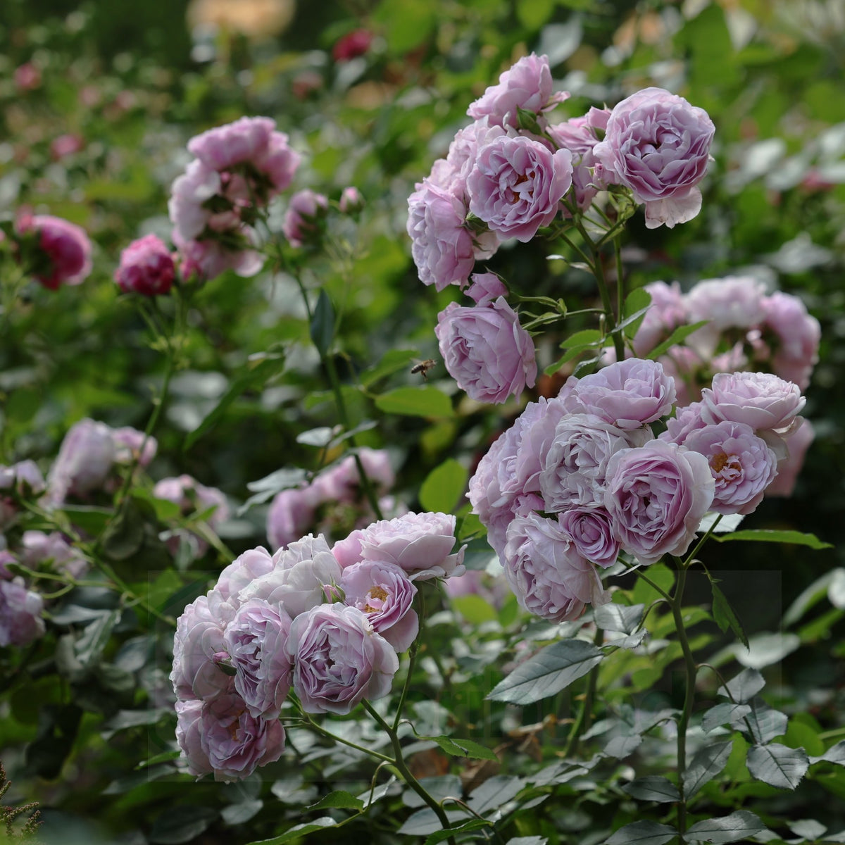 Trandafir floribunda "Nautica"/ Rosa floribunda "Nautica"/