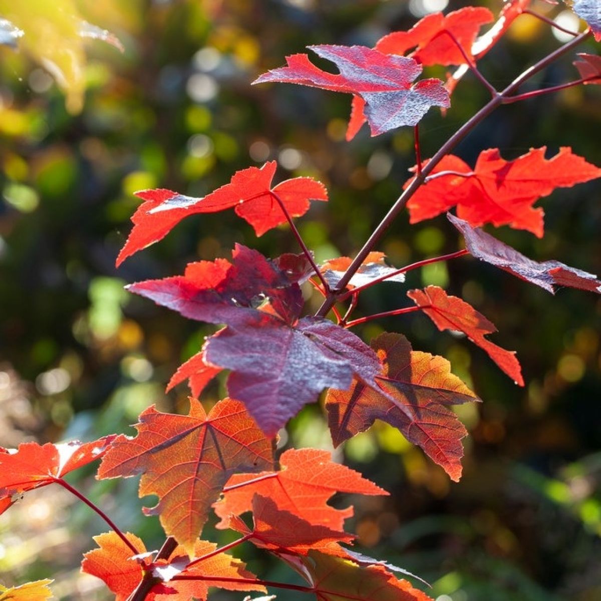 Artar rosu „Sun Valley” 2.00 - 2.50 m / Acer rubrum „Sun Valley” / by gradina-noastra
