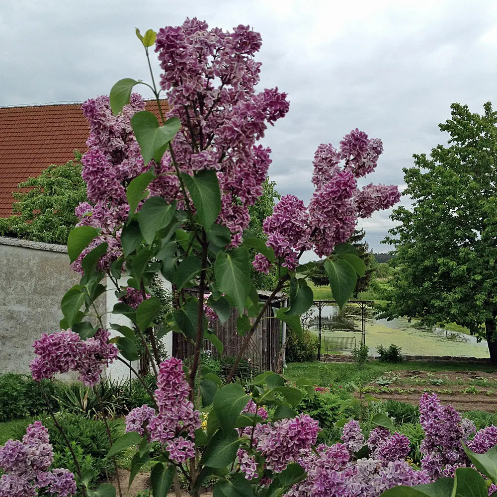 Liliac "Sensation" / Syringa vulgaris "Sensation" / - Gradina Noastra