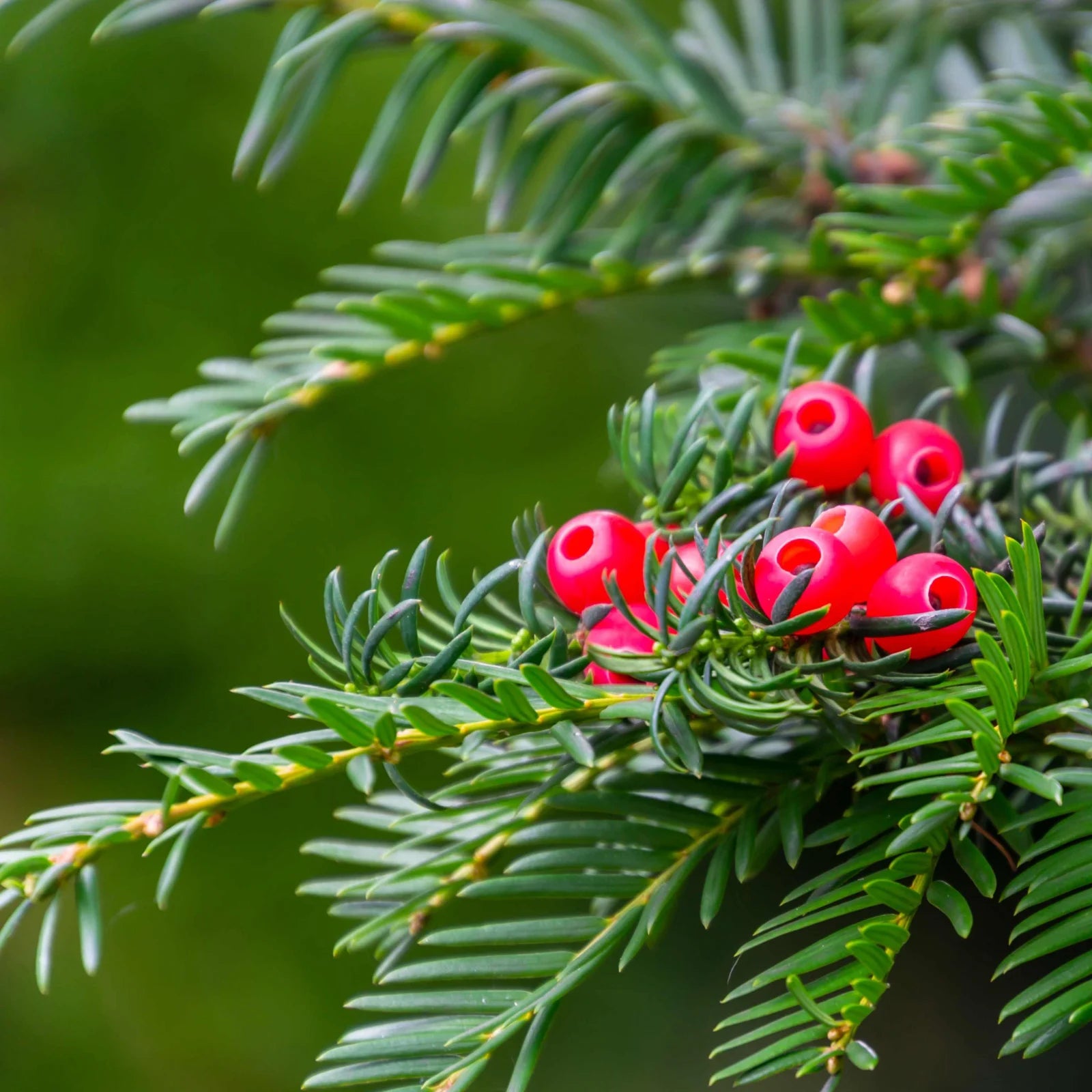 Tisa tufa / Taxus baccata /