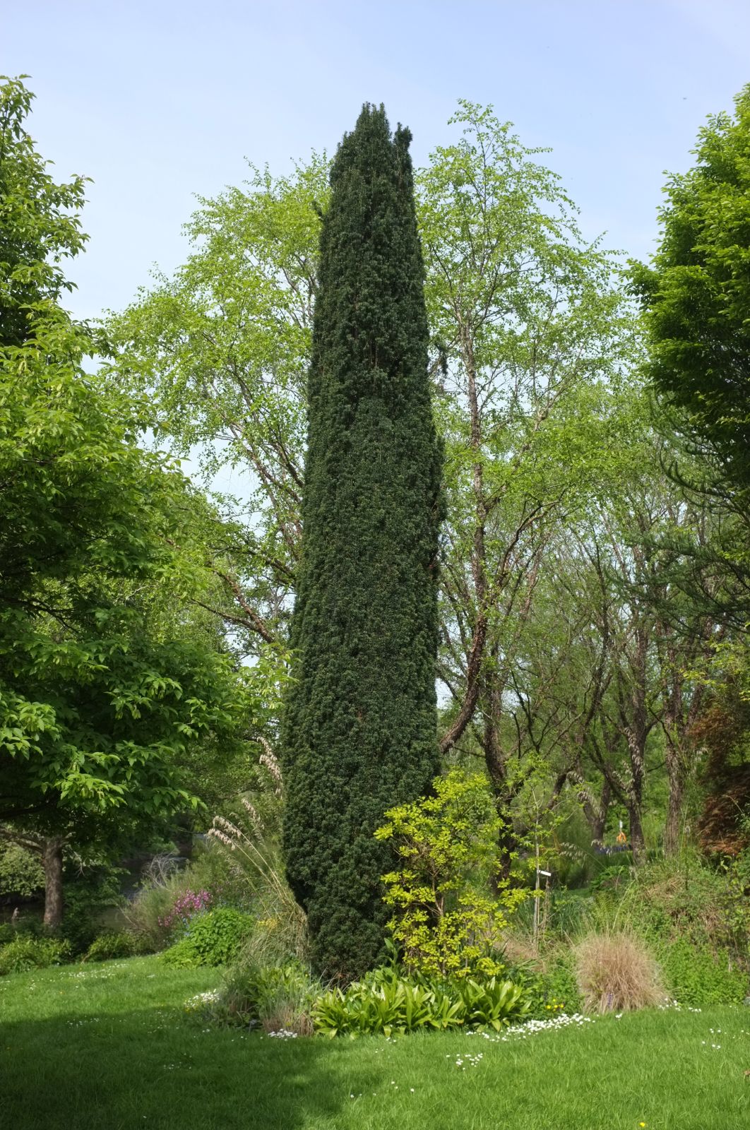 Tisa columnara / Taxus baccata "Fastigiata" / - Gradina Noastra