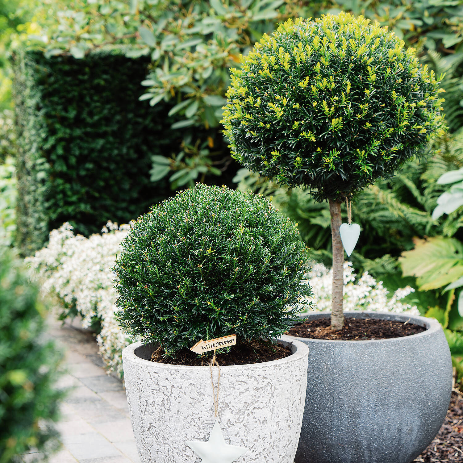 Tisa minge / Taxus baccata /