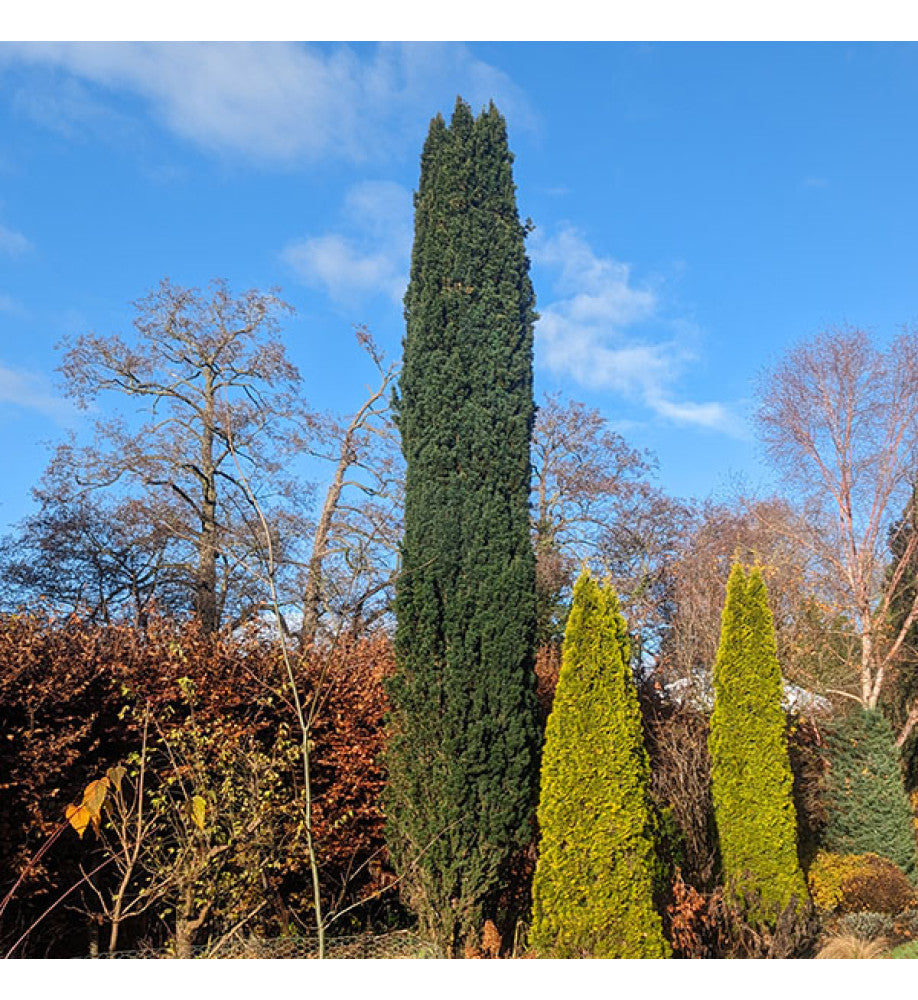 Tisa columnara / Taxus baccata "Fastigiata" / - Gradina Noastra
