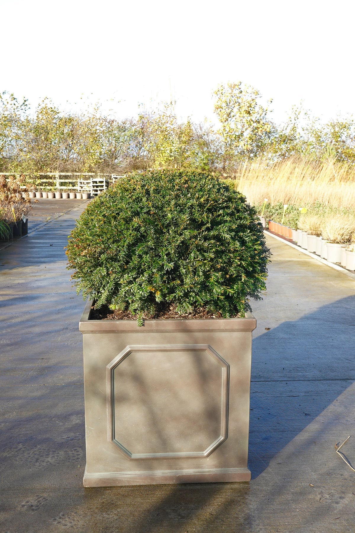 Tisa minge / Taxus baccata /