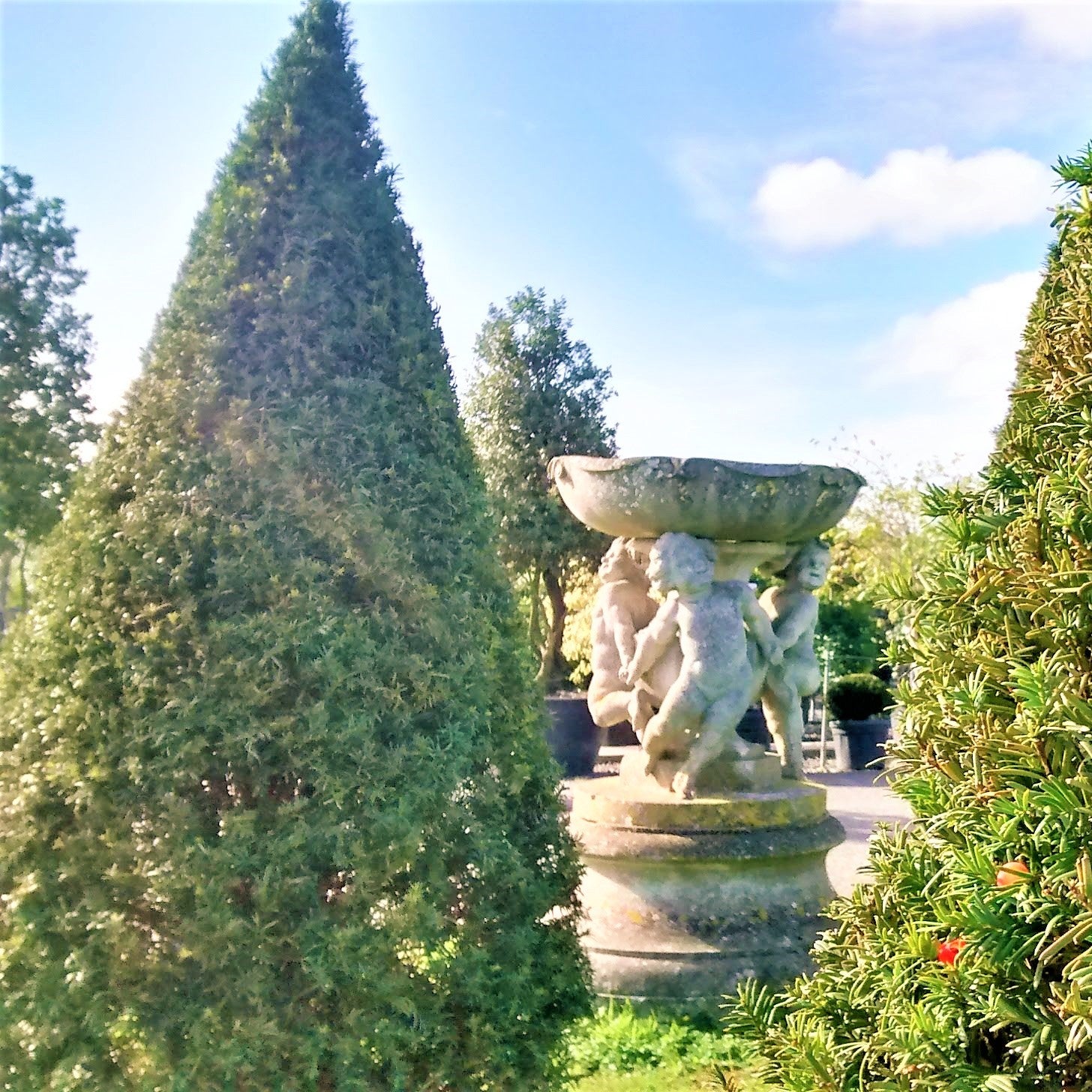 Tisa piramida / Taxus baccata / decorează grădina, aducând un aer elegant și verde, perfect pentru orice spațiu.