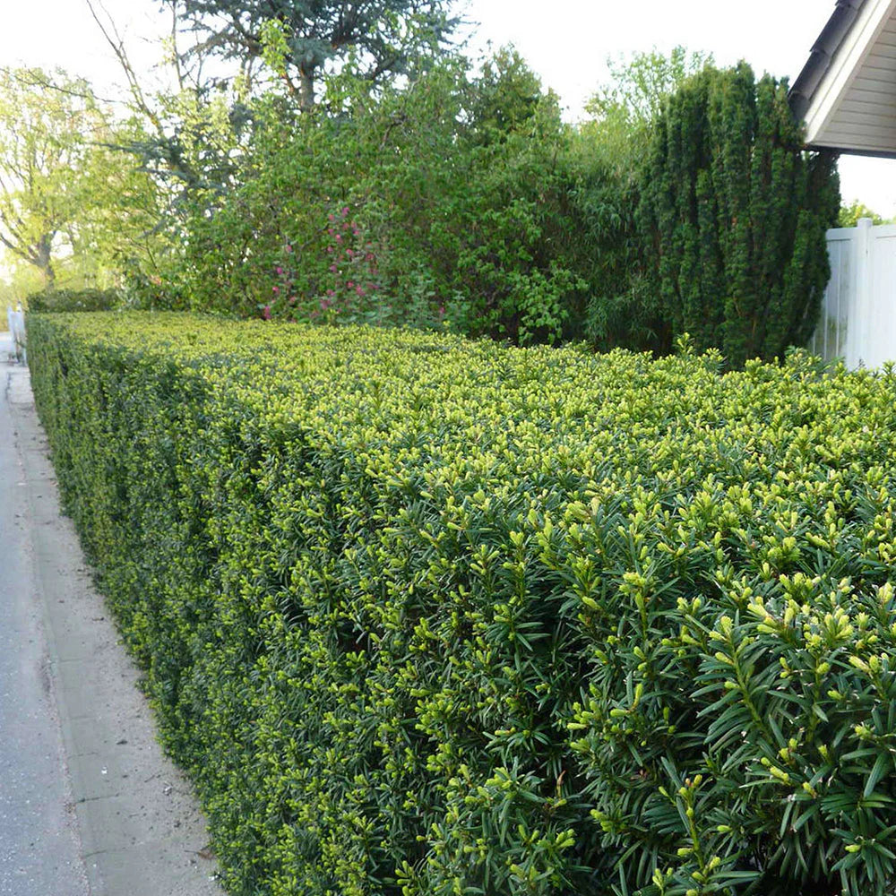 Tisa tufa / Taxus baccata /