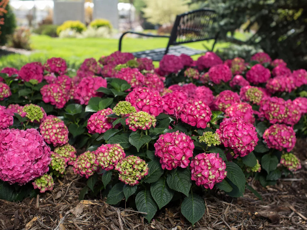 Hortensia "Endless Summer BloomStar" /Hydrangea macrophylla „Endless Summer BloomStar” / - Gradina Noastra