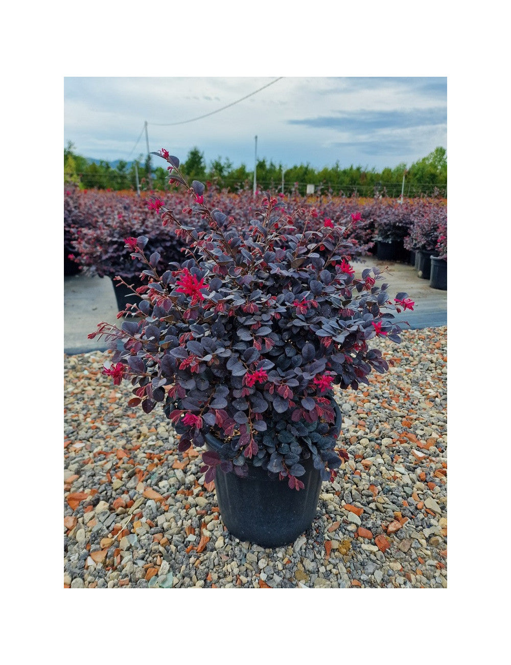 Loropetalum chinense Black Pearl minge 0.70 - 1.00 m / Loropetalum chinense "Black Pearl" / by gradina-noastra