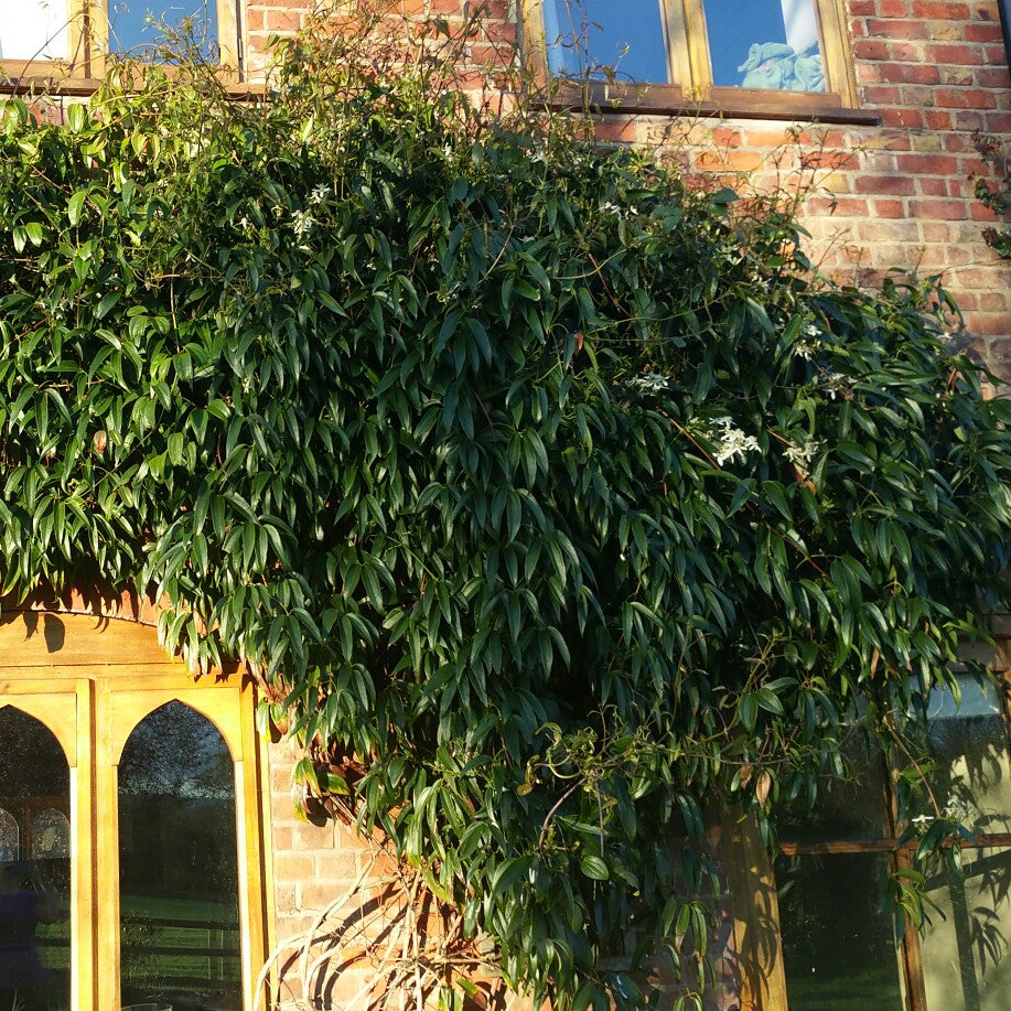 Clematis armandii by gradina-noastra