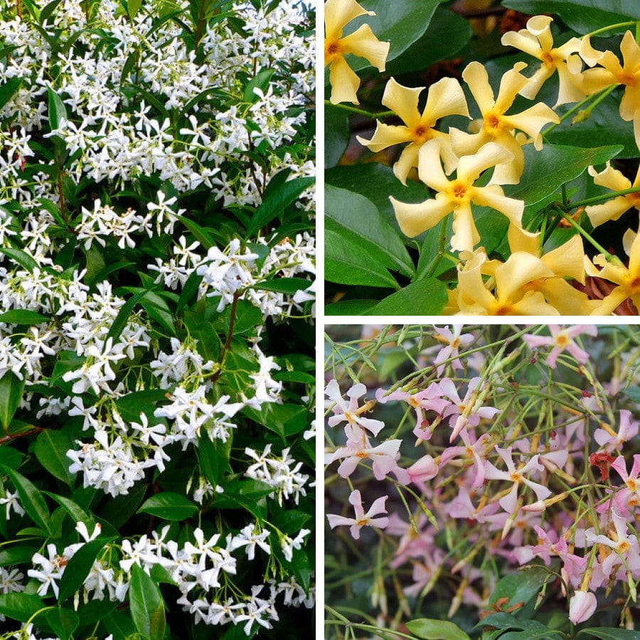 Iasomie stelata mix 0.40 - 0.50 m / Trachelospermum jasminoides / by gradina-noastra