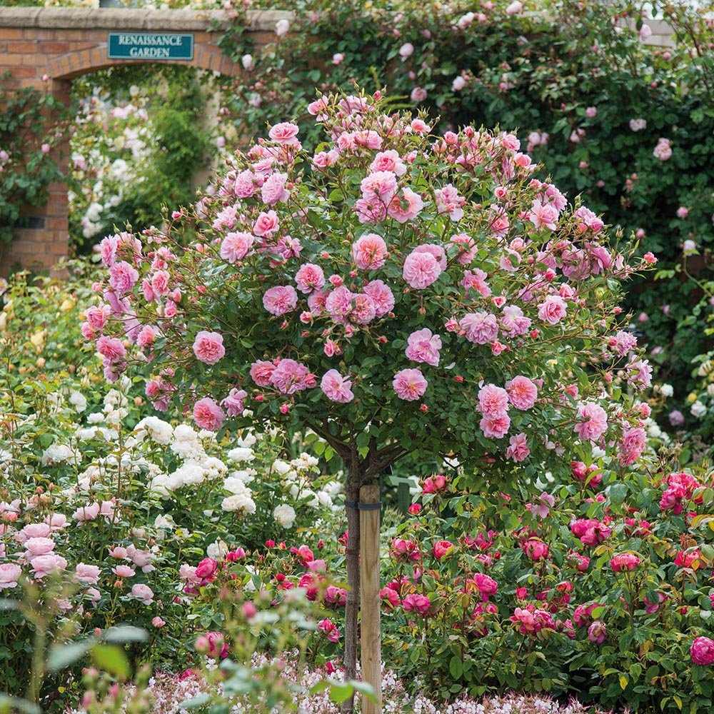 Trandafir pe picior "Rose Mailove" 1.20 - 1.30 m (Rosa "Rose Mailove") by Gradina Noastra
