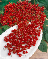 Coacăz Roșu /Ribes rubrum Jonkheer Van Tets/ by gradina-noastra