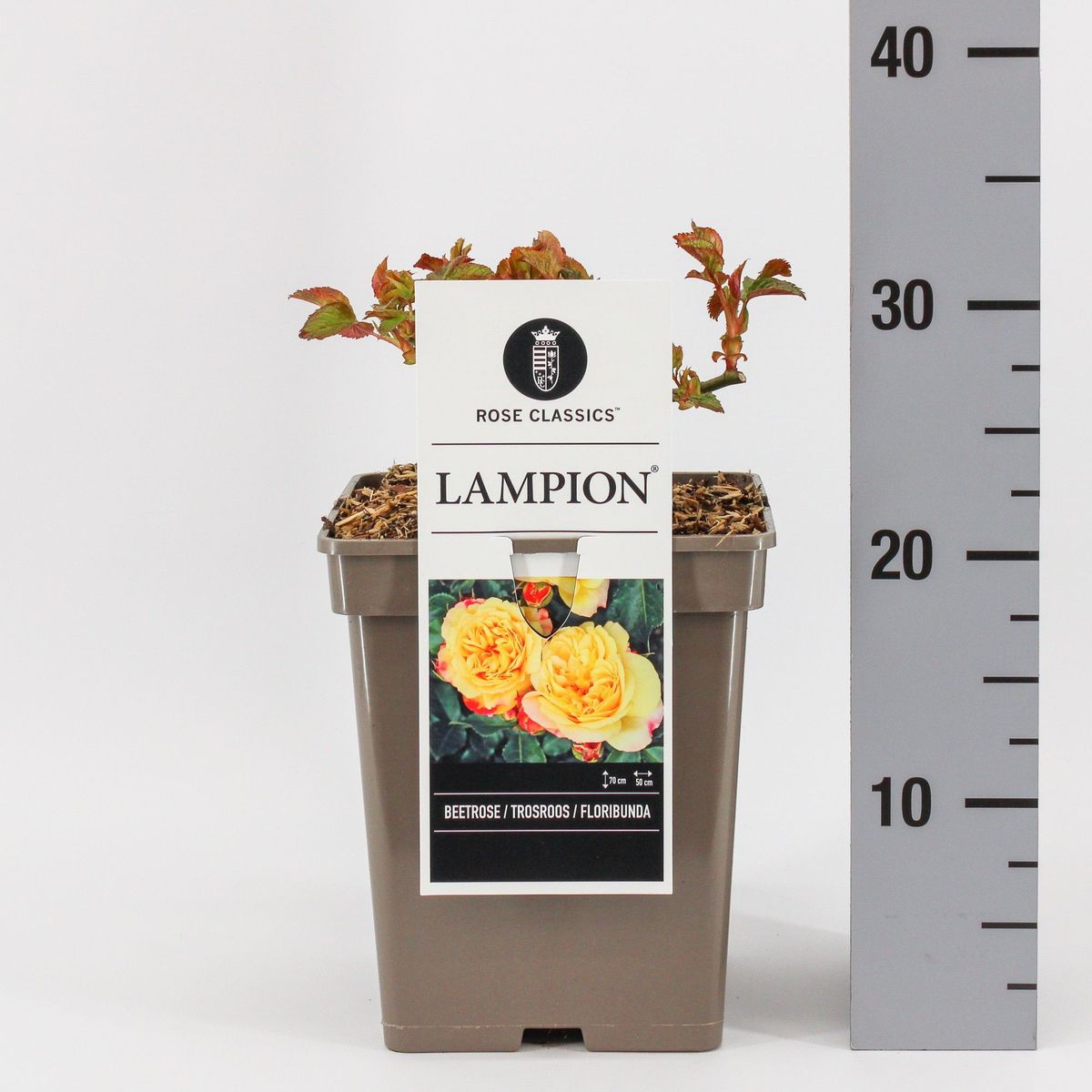 Trandafir floribunda "Lampion"/ Rosa floribunda "Lampion"/