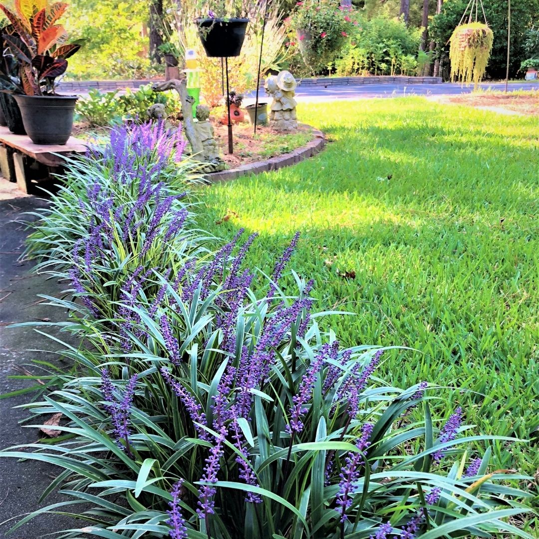 Liriope muscari "Ingwersen" - Gradina Noastra