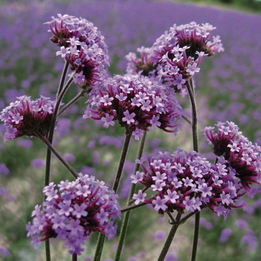 Verbena bonariensis "Lollipop" 0.20 - 0.30 m by Gradina Noastra