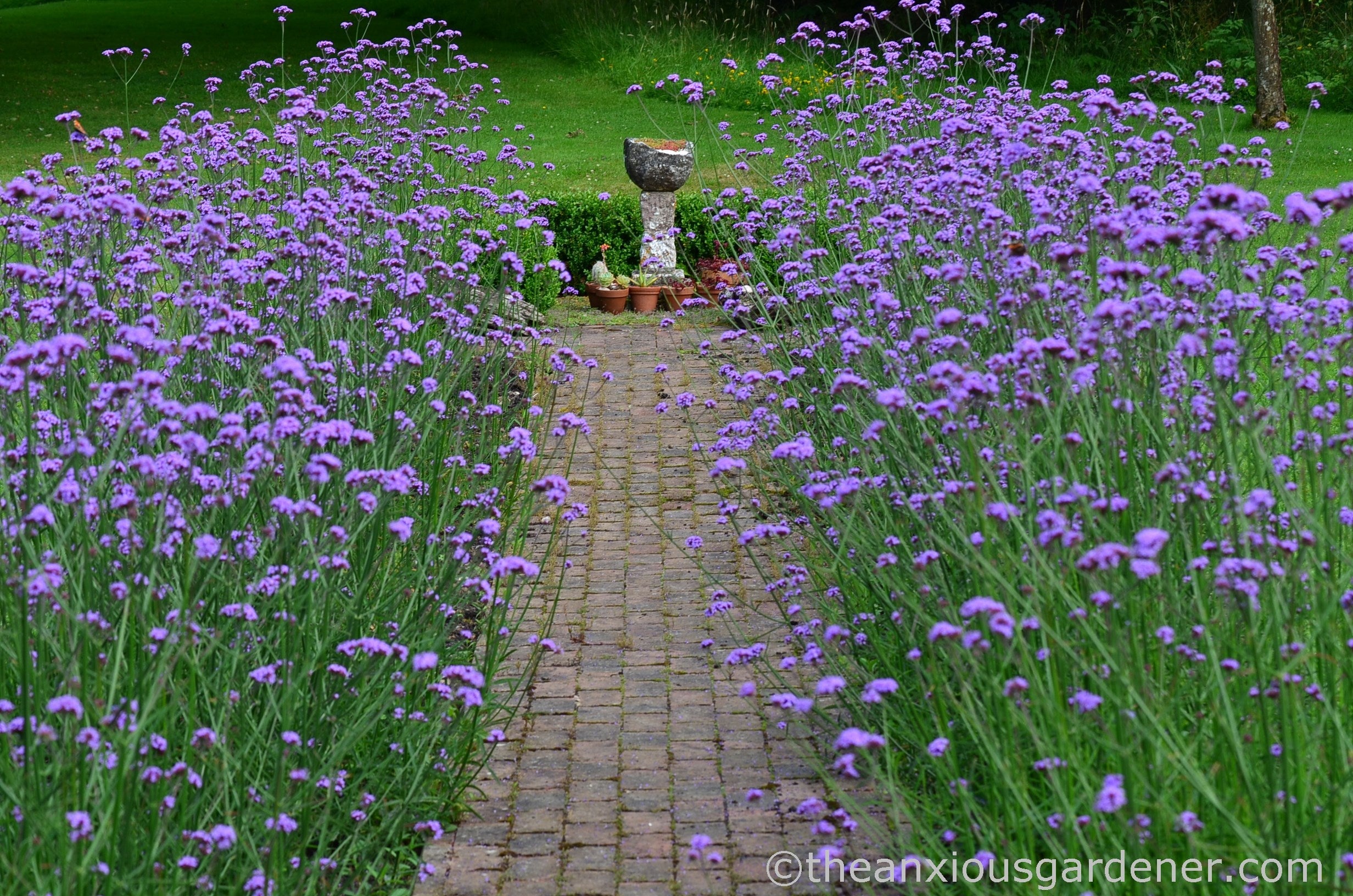 Verbena bonariensis 0.30 - 0.40 m by Gradina Noastra